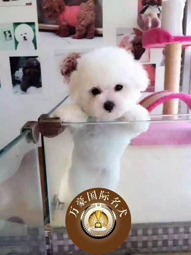 北京到西安空運(yùn)寵物多少錢