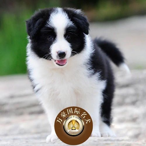 北京到西安空運(yùn)寵物多少錢